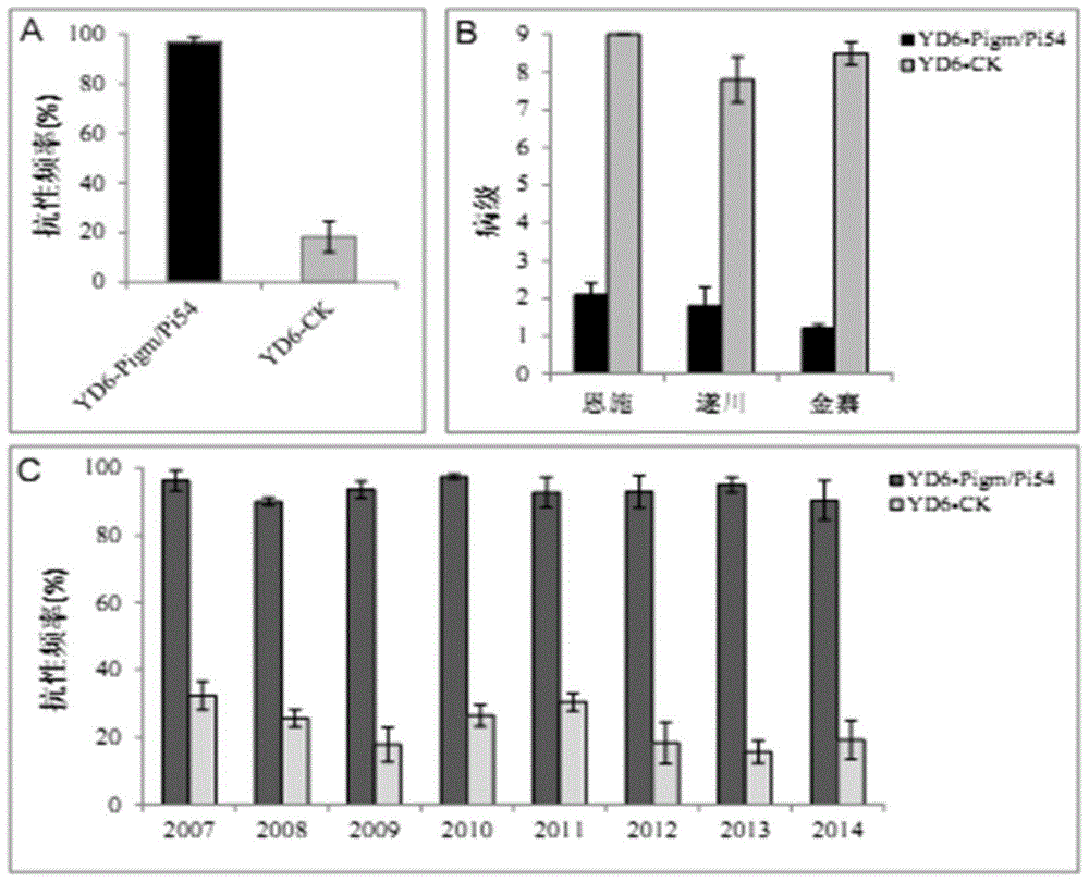 A method for cultivating broad-spectrum, persistent panicle blast-resistant rice breeding materials