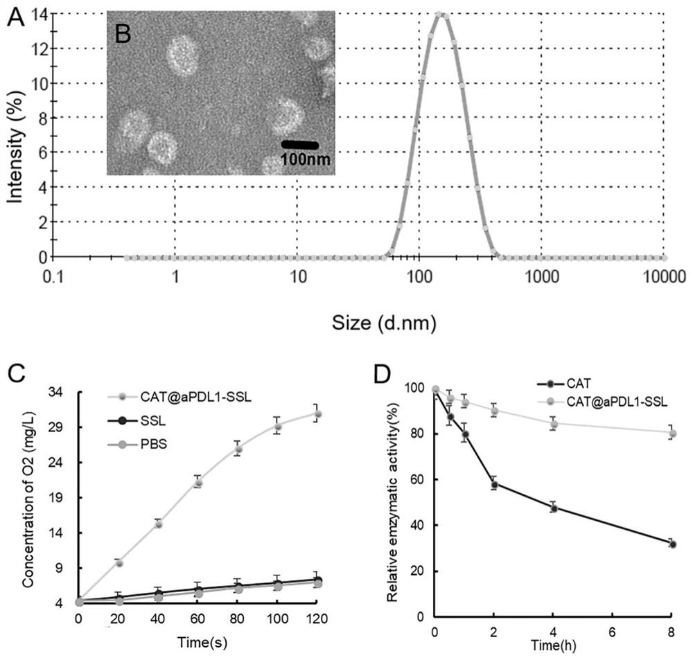 Application of Liposome Encapsulated Catalase and Linked to PD-L1 Antibody in the Preparation of Drugs for Tumor Therapy