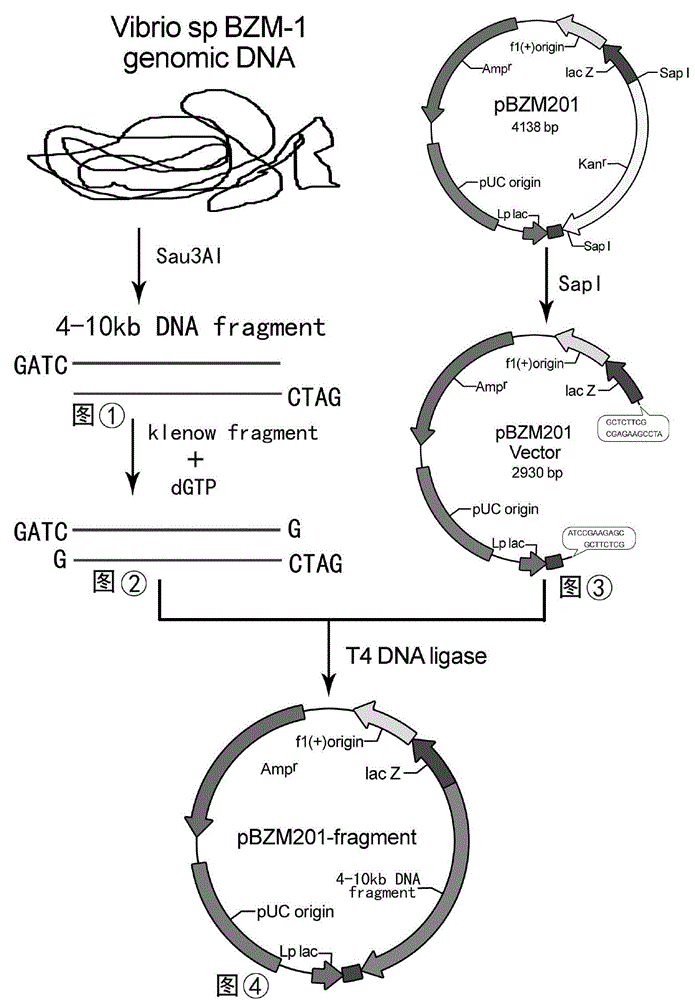 Gene of novel alginate endolyase, engineering bacterium and application