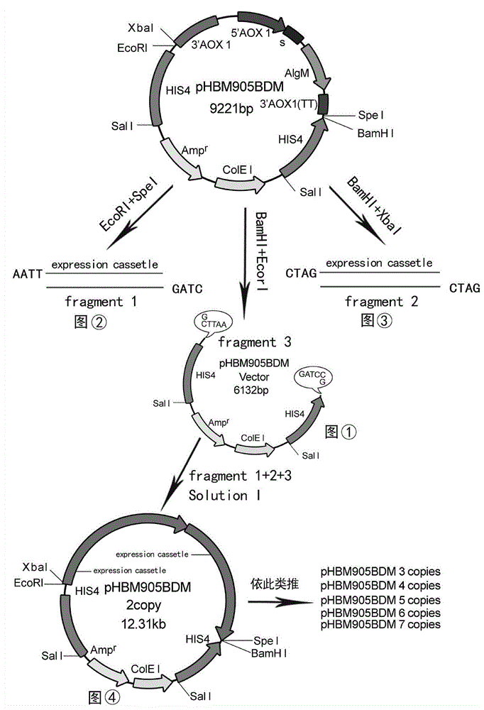 Gene of novel alginate endolyase, engineering bacterium and application