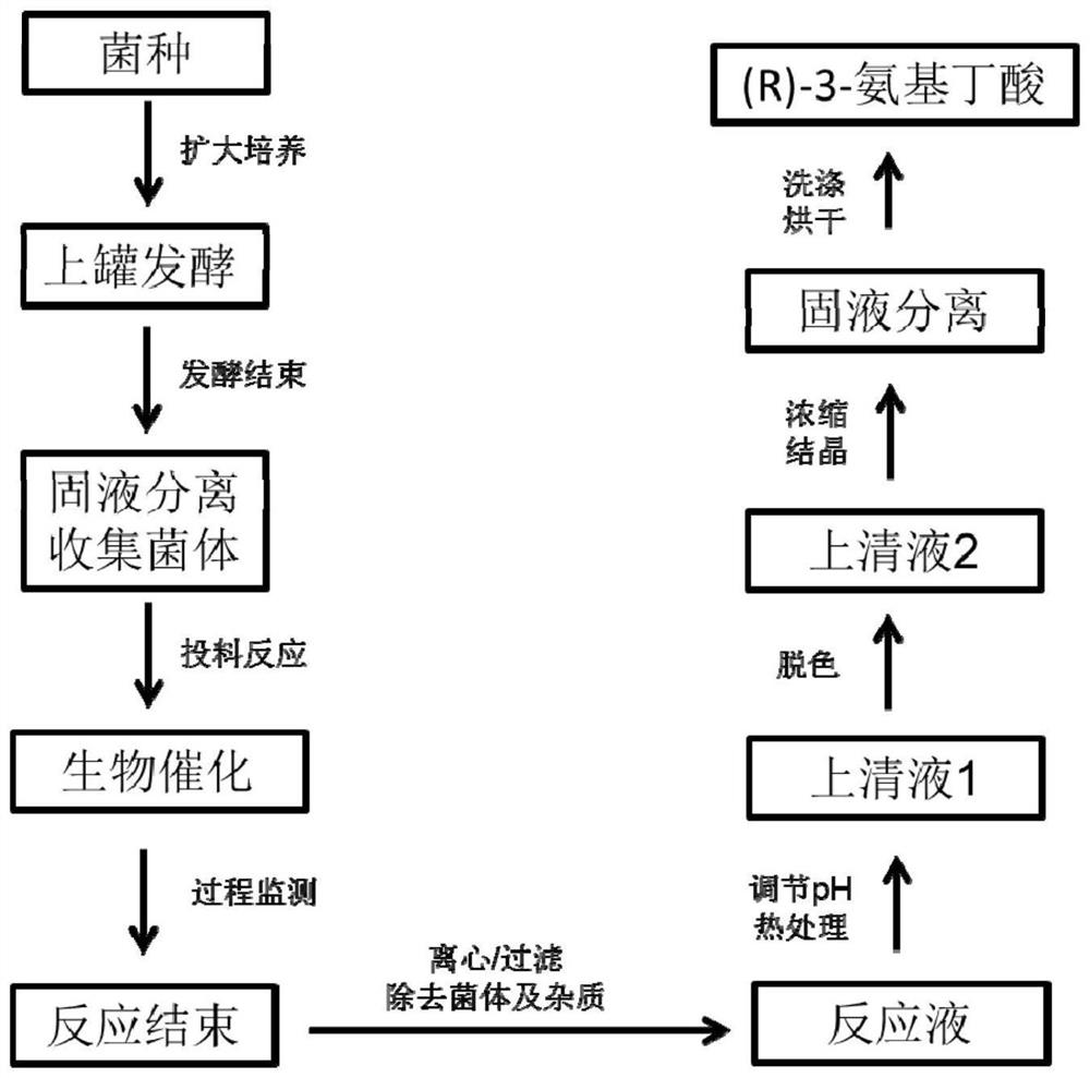 Synthesis and purification method of (R)-3-aminobutyric acid