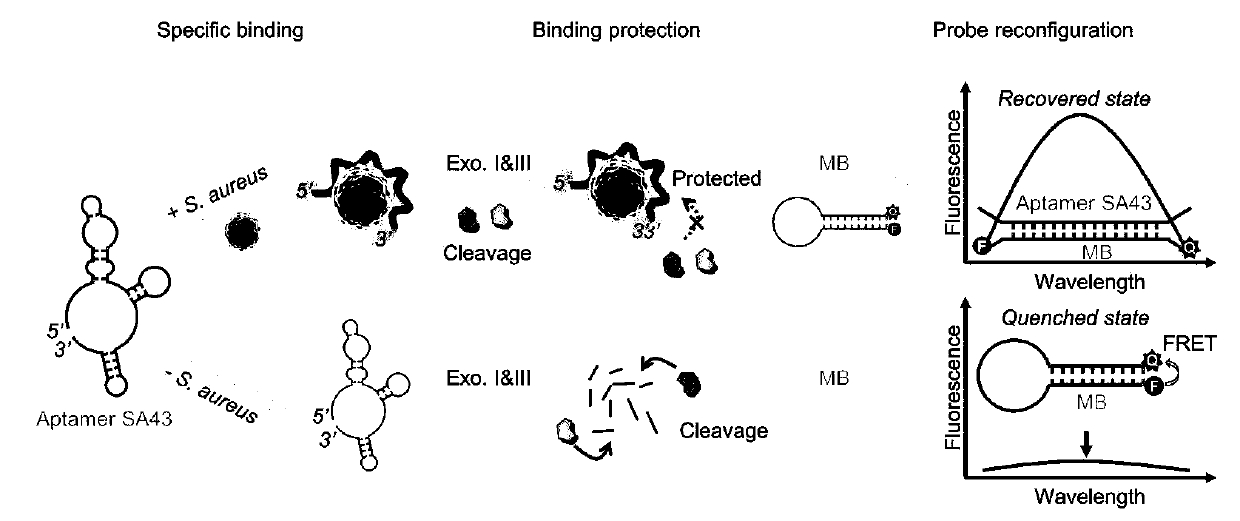 Staphylococcus aureus rapid detection method based on enzyme digestion protection aptamer sensor