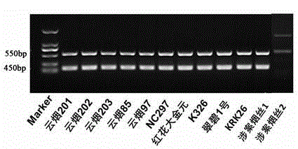 Method for identifying tobacco product by using lycopene epsilon cyclase gene ILP marker