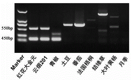 Method for identifying tobacco product by using lycopene epsilon cyclase gene ILP marker