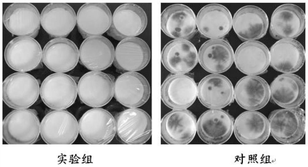 A kind of Lactobacillus plantarum freeze-dried powder for prolonging the shelf life of yogurt and preparation method