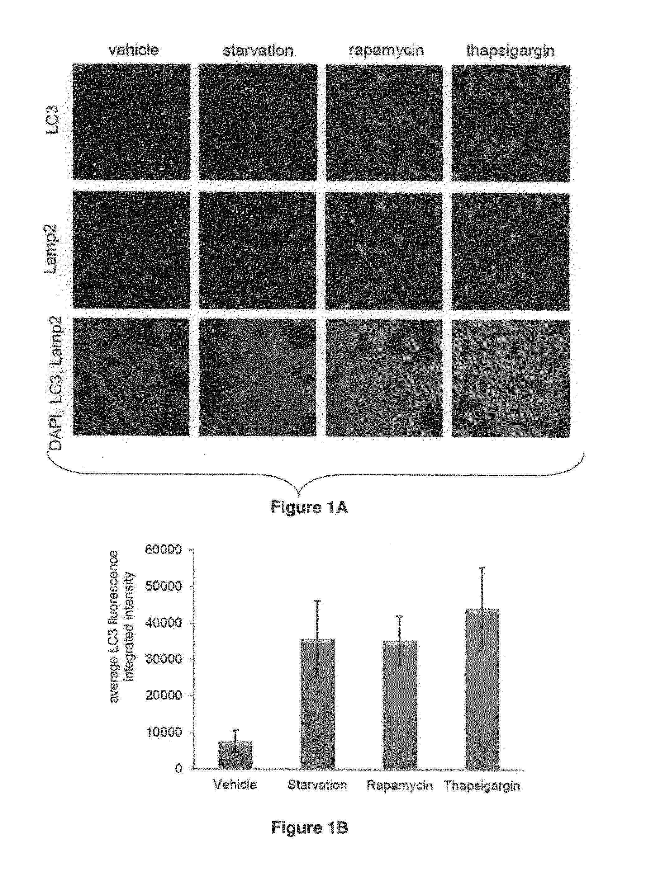 Compositions and Methods for Increasing Drug Efficacy in Cancer