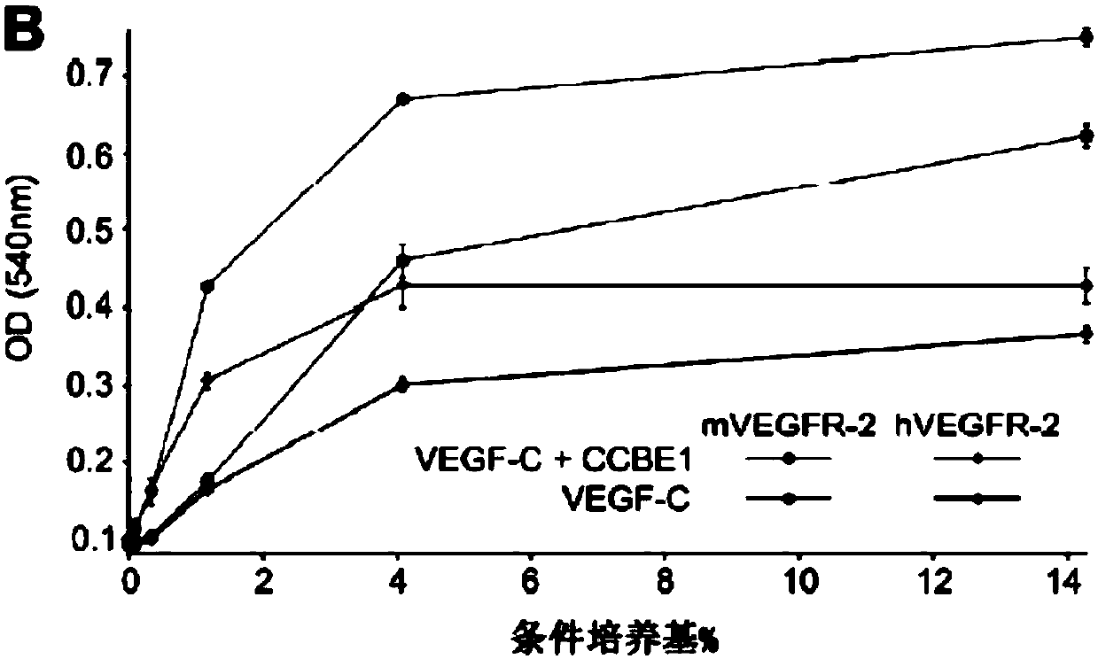 Therapeutic use of VEGF-C and CCBE1