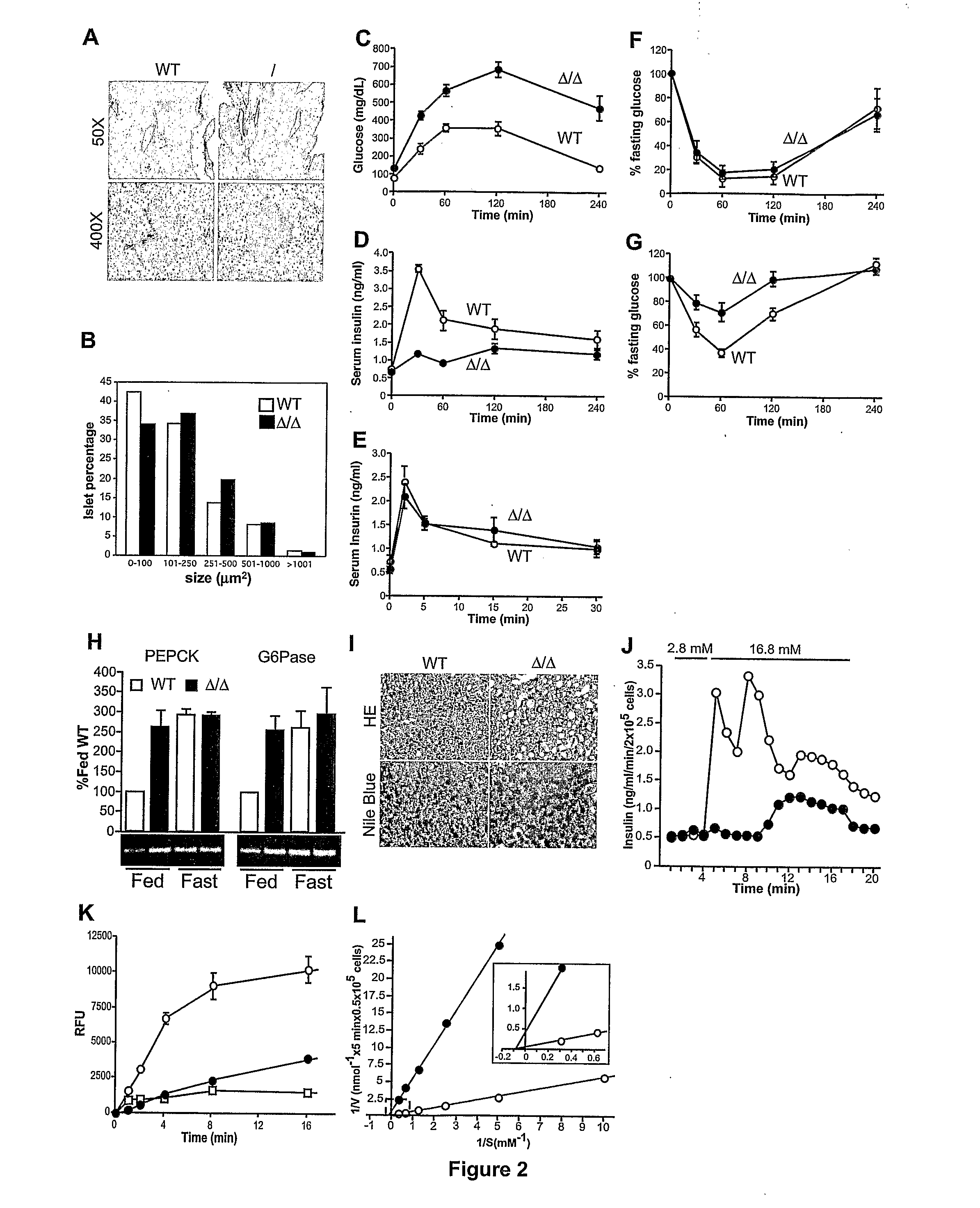 Regulation of glucose and insulin levels by gnt-4 glycosyltransferase activity