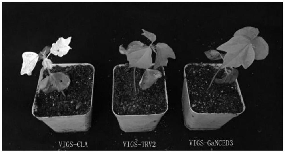 Application of Asian cotton GaNCED3 gene in improving drought resistance of plants