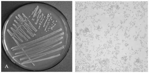 A kind of Enterobacteriaceae strain and its application in promoting the growth of Phyllostachys pubescens