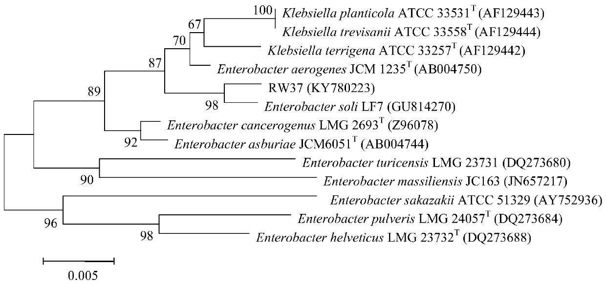 A kind of Enterobacteriaceae strain and its application in promoting the growth of Phyllostachys pubescens