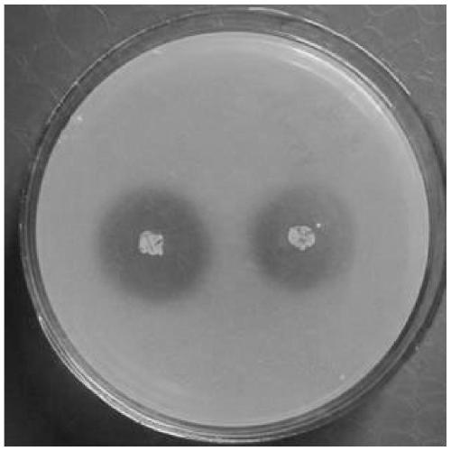 A kind of Enterobacteriaceae strain and its application in promoting the growth of Phyllostachys pubescens