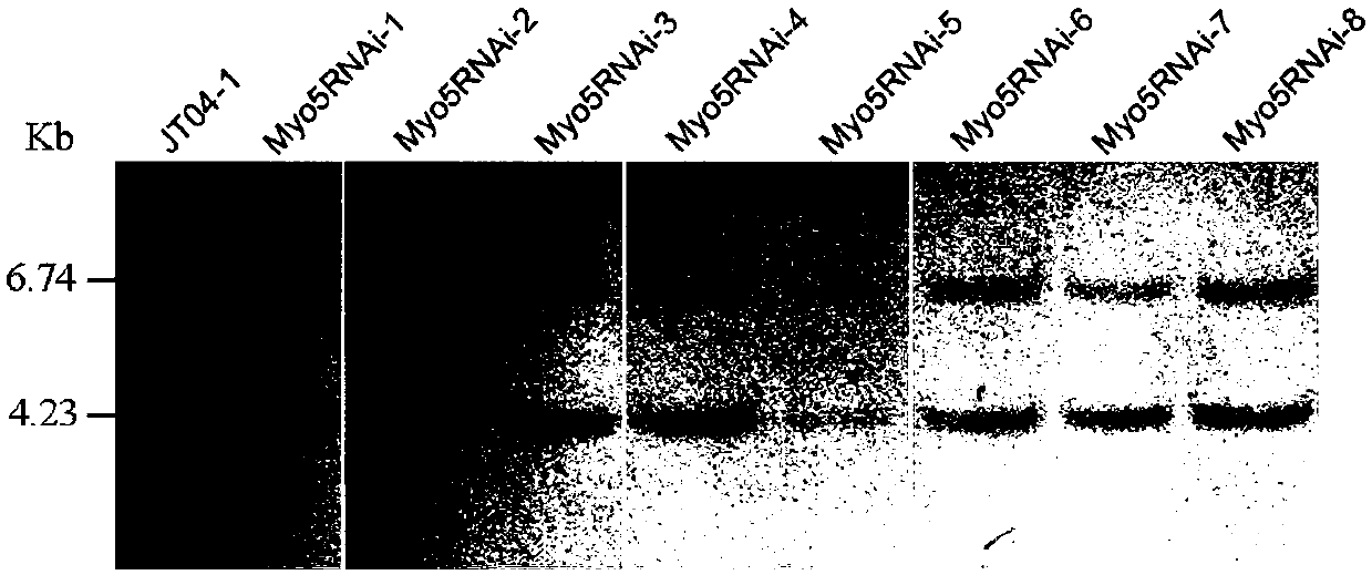 Myosin-5 and application of myosin-5 to cyanoacrylate drug resistance treatment