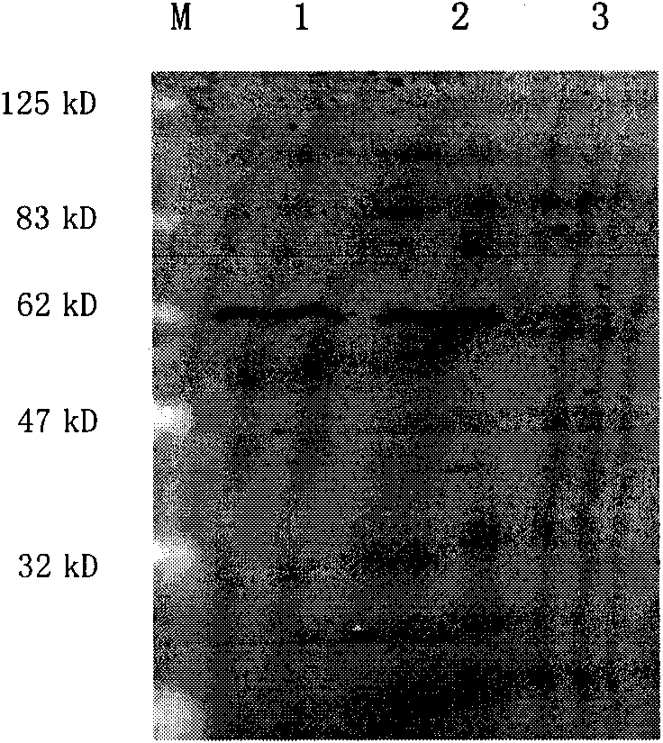 Recombinant anthropogenic hepatocyte growth factor (HGF) activating factor and application thereof