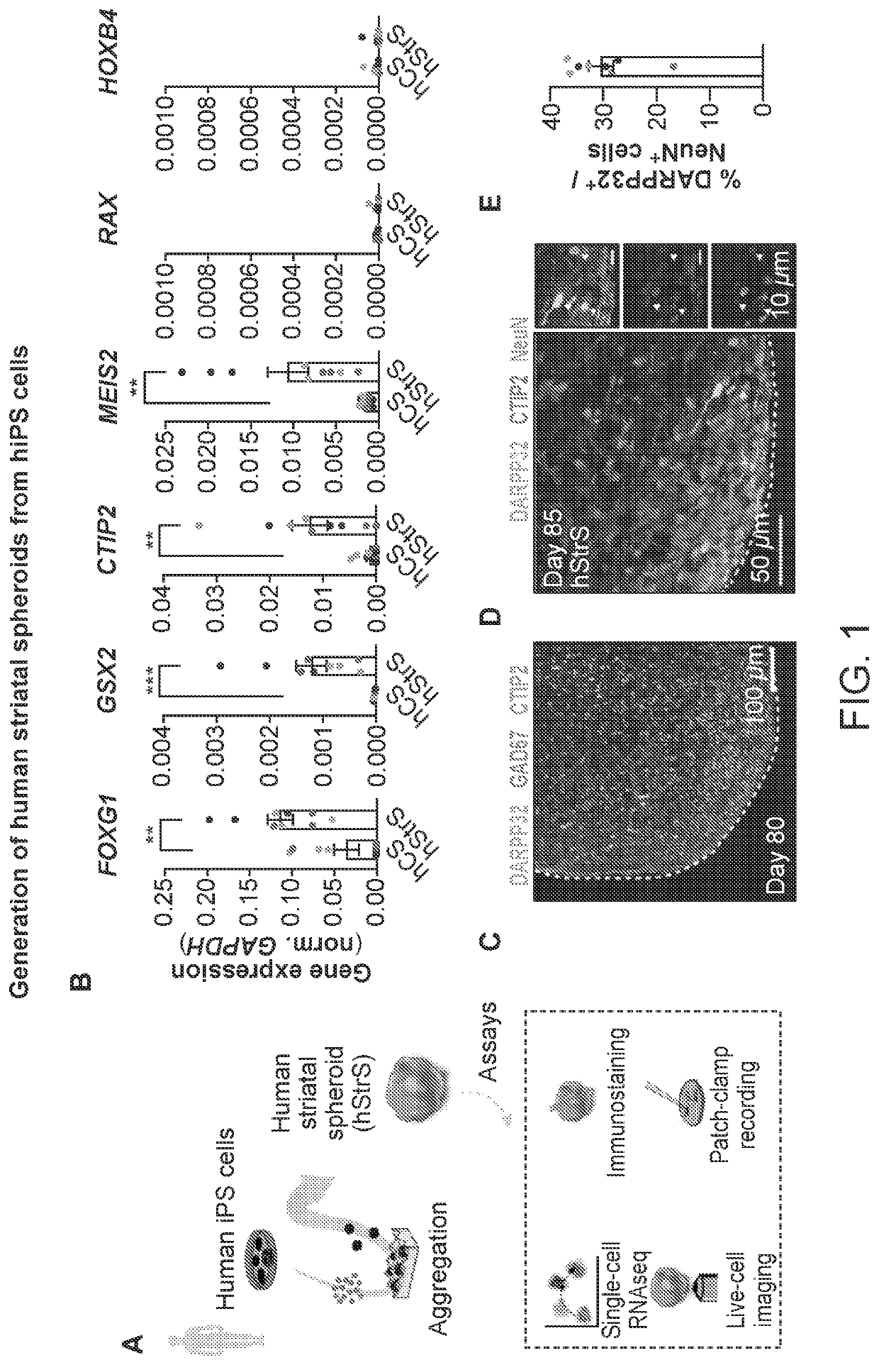 Human cellular model for investigating cortico-striatal-midbrain neural pathways