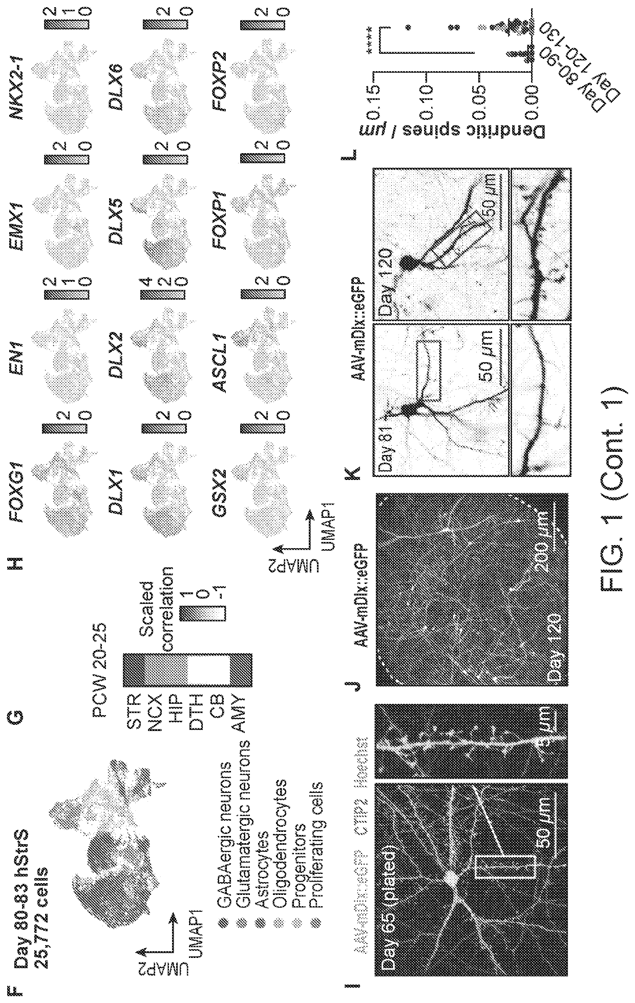 Human cellular model for investigating cortico-striatal-midbrain neural pathways