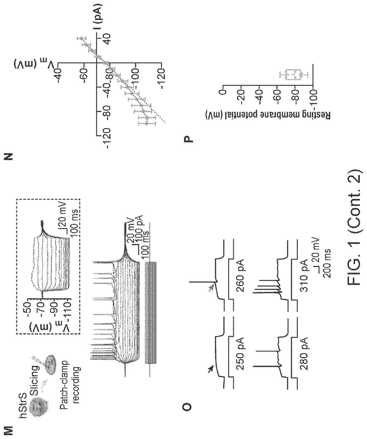 Human cellular model for investigating cortico-striatal-midbrain neural pathways