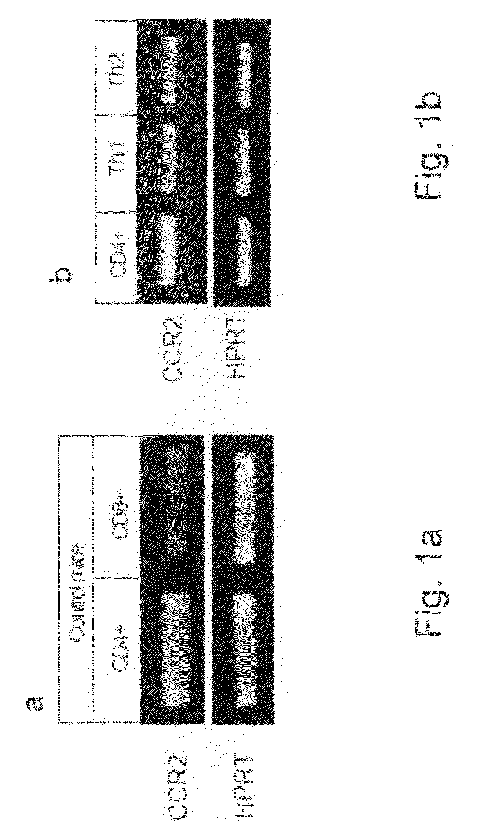 Pharmaceutical Compositions Comprising Ccl2 and Use of Same For The Treatment of Inflammation