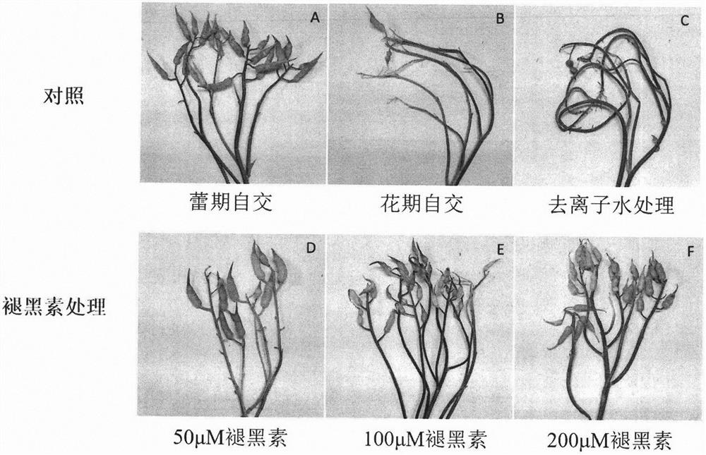 Method for efficiently breeding radish self-incompatible line