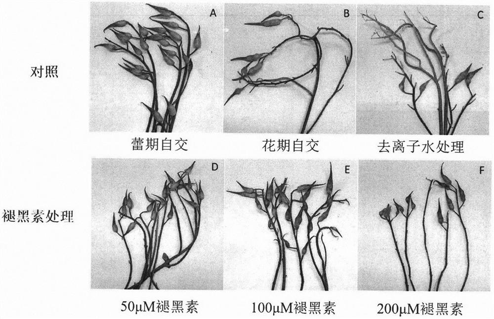 Method for efficiently breeding radish self-incompatible line