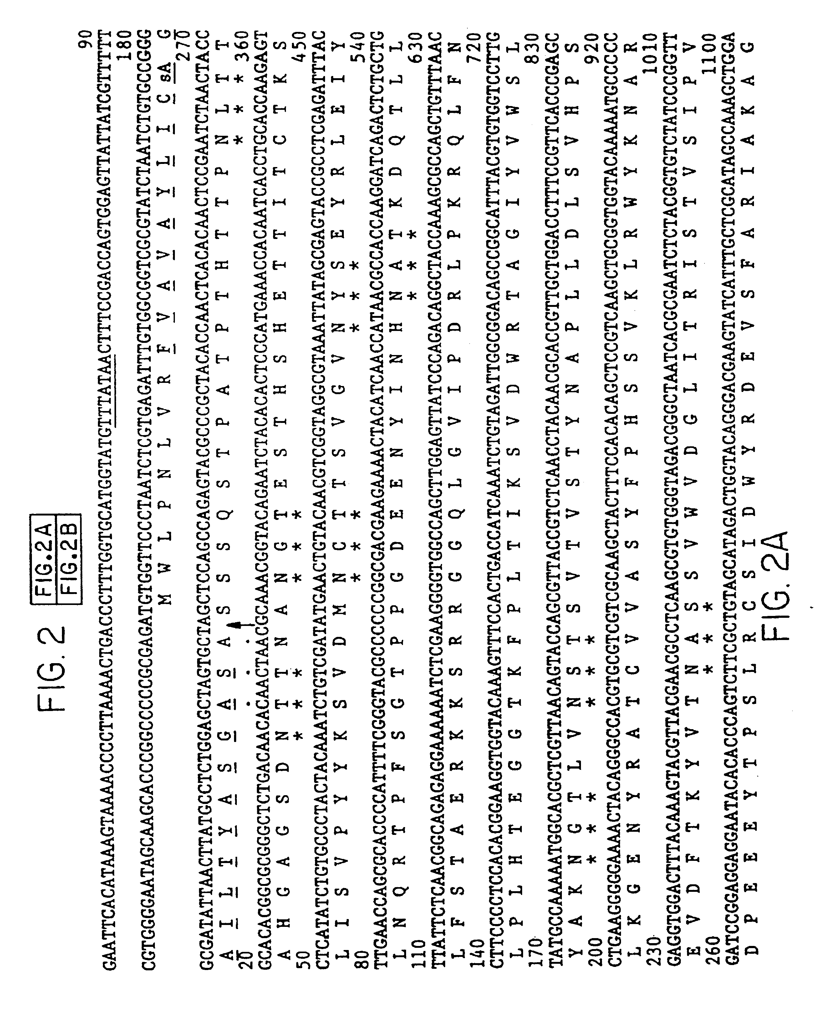 Isolated nucleic acid sequence of equine herpesvirus type 1 glycoprotein D (EHV-1 gD)