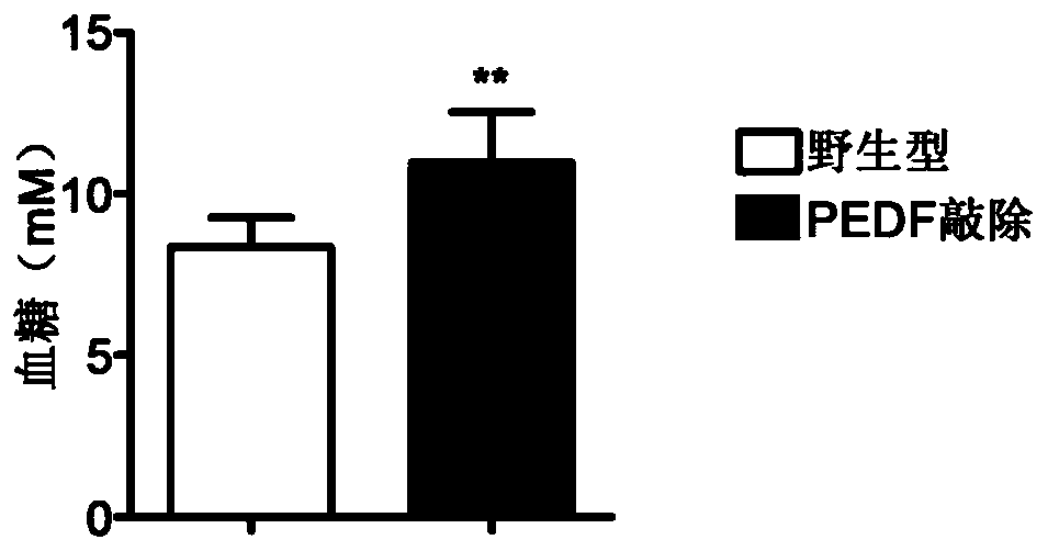 Application of pedf gene in the treatment of diabetic myocardial injury