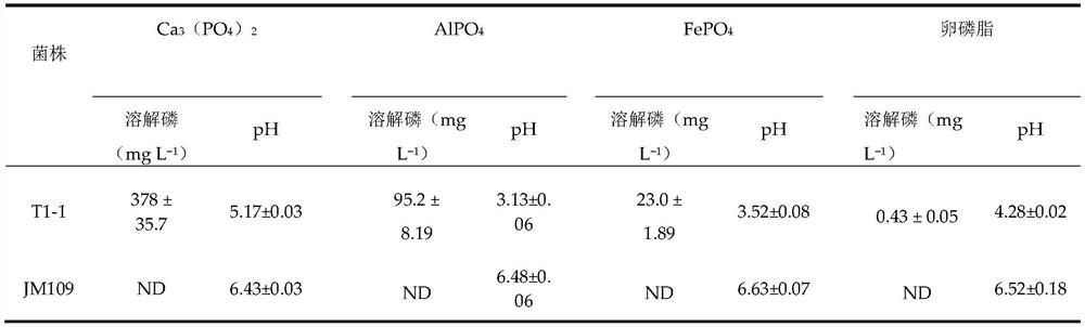 A Paenibacillus strain t1-1 with phosphorus-solubilizing effect and its application