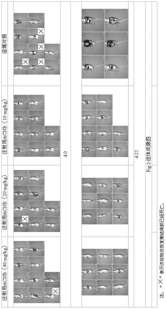 Application of recombinant human calcineurin subunit b