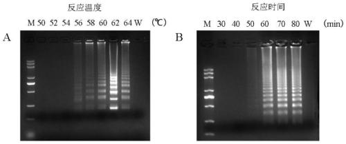 Fast detection method for detecting Actinidia chlorotic ringspot-associated virus (AcCRAV) on basis of RT-LAMP-LFD