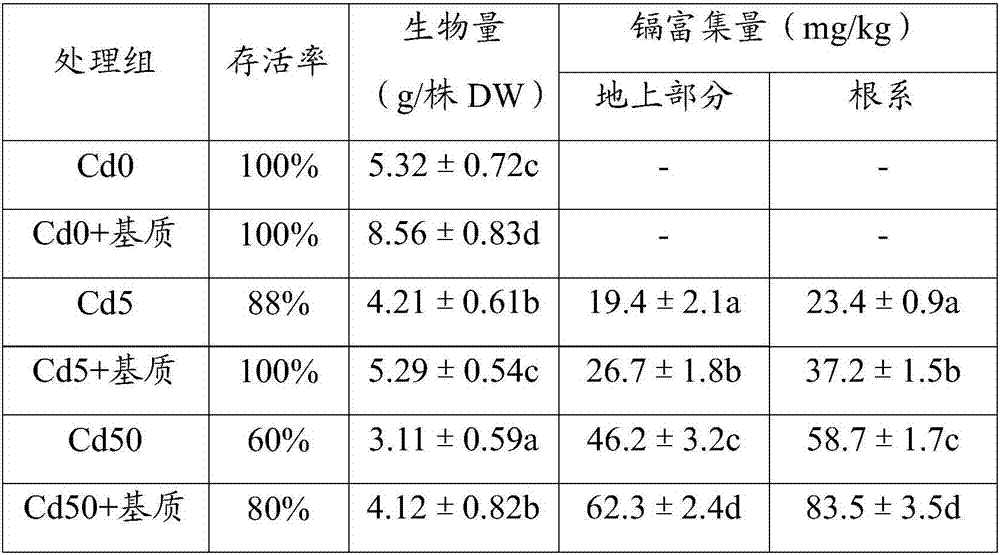 Compound rice straw substrate for promoting phytoremediation on cadmium polluted soil and preparation method and application thereof