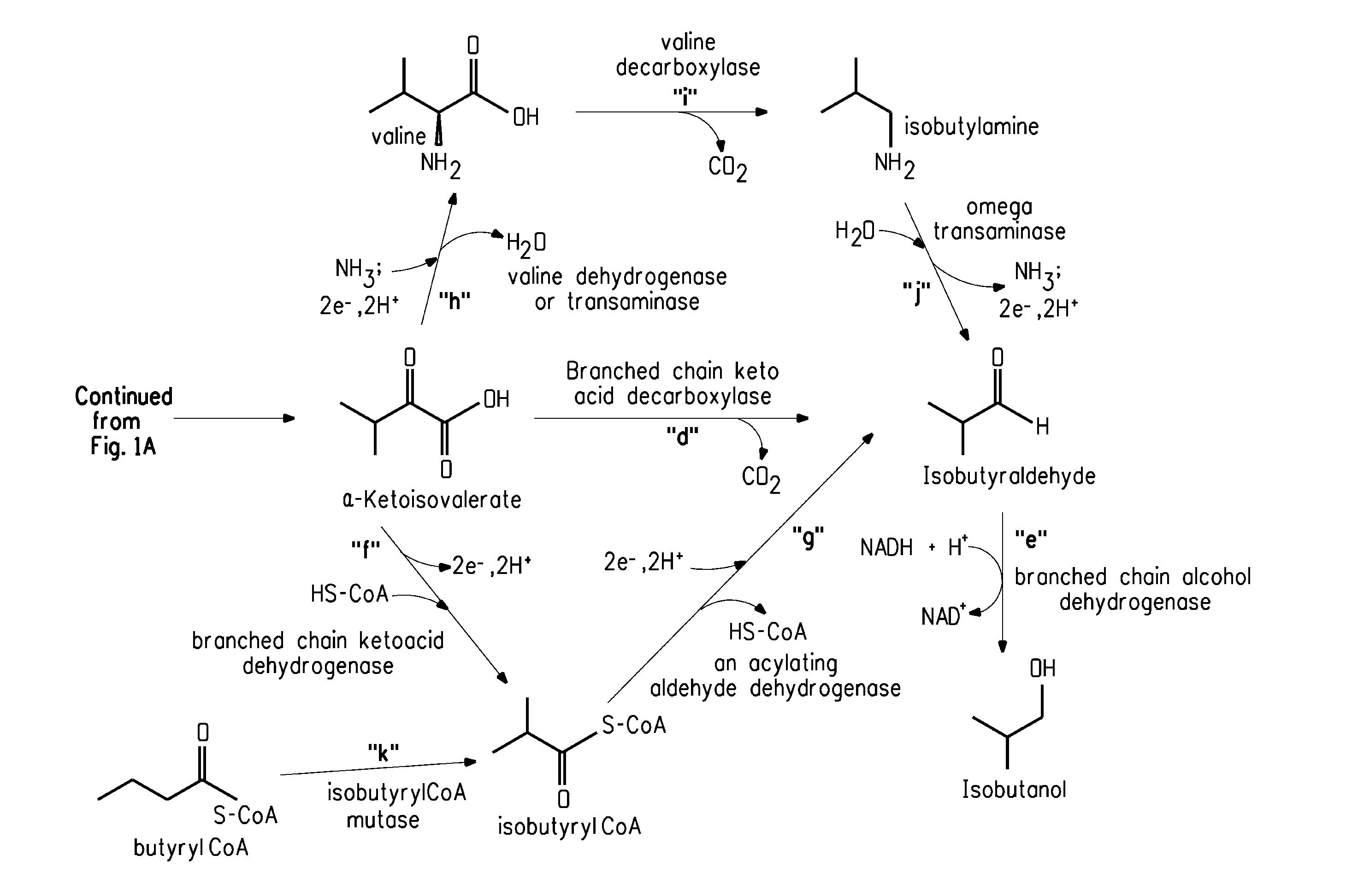 Fermentive production of isobutanol using highly active ketol-acid reductoisomerase enzymes