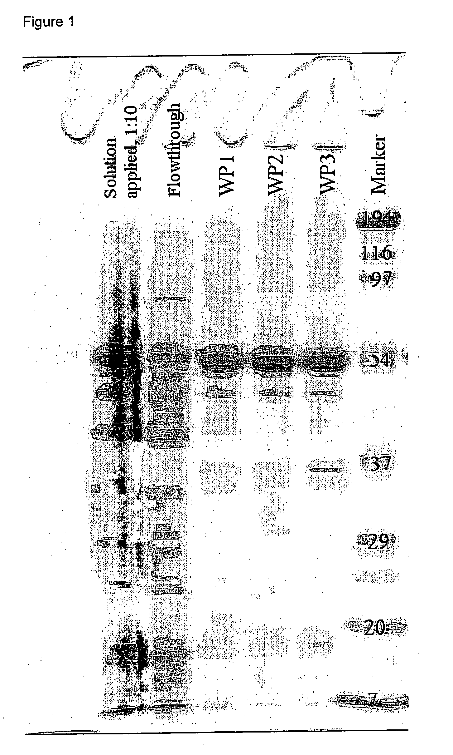 Novel Hydrophobin Fusion Products, Production and Use Thereof