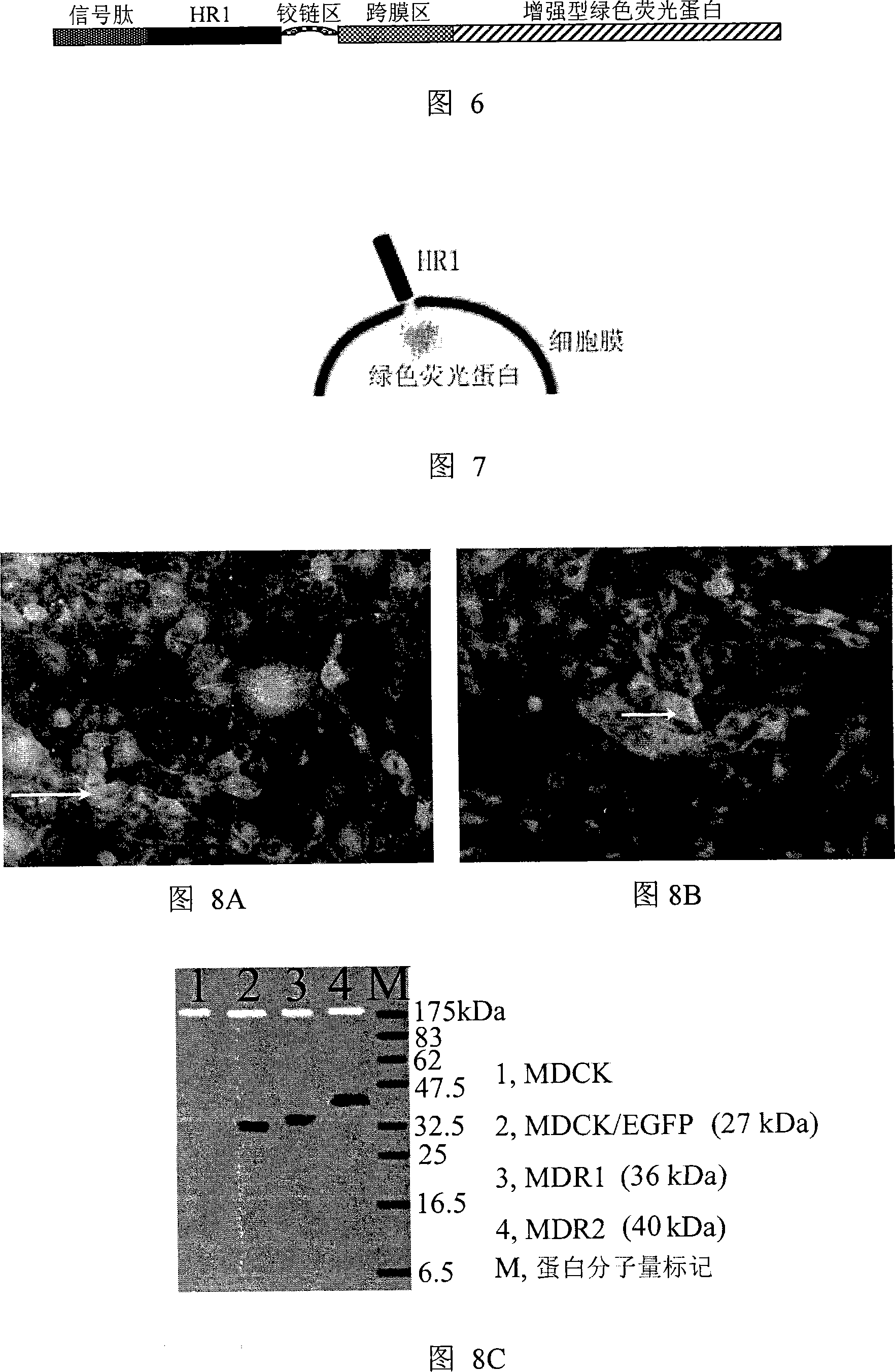 Method for inhibiting influenza virus infection and medicament thereof