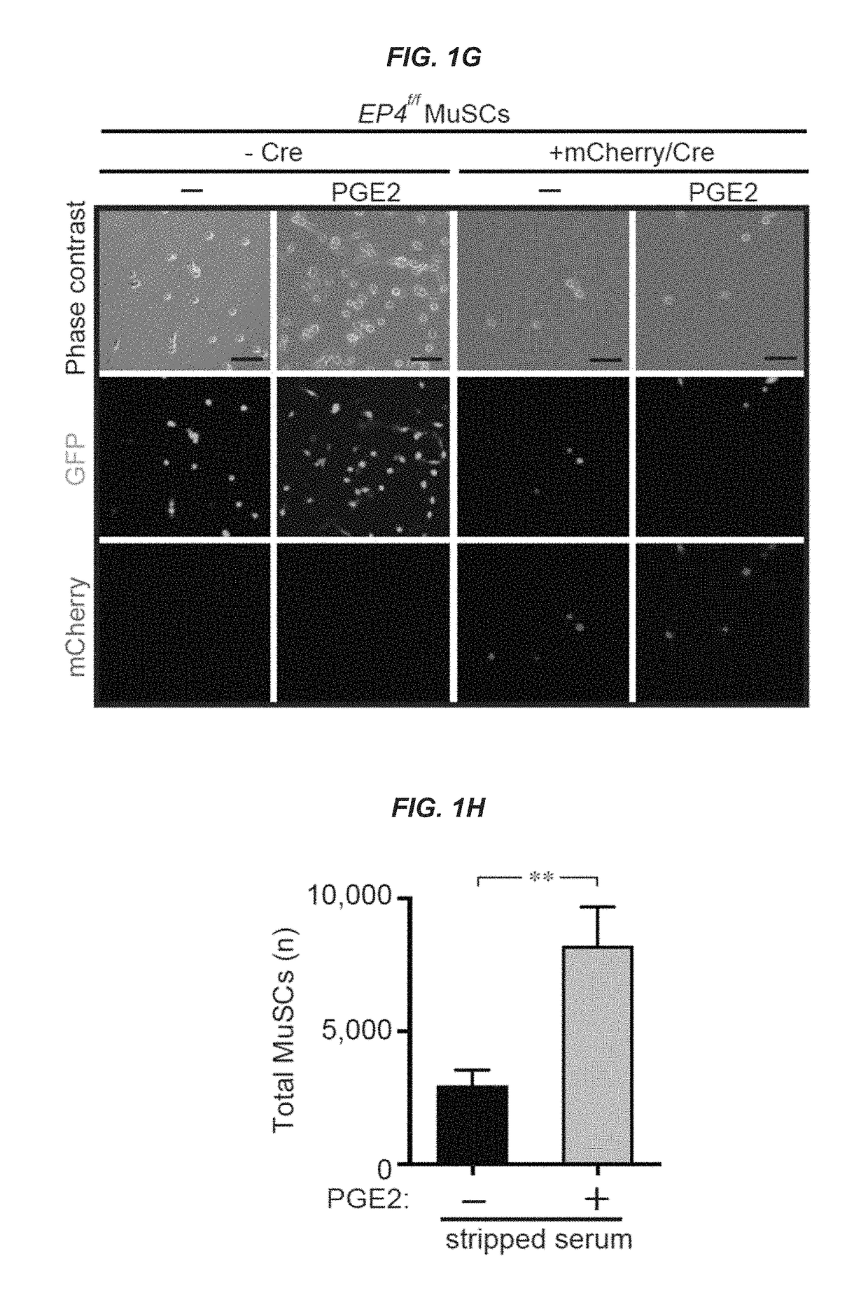 Compositions and methods for muscle regeneration using prostaglandin E2