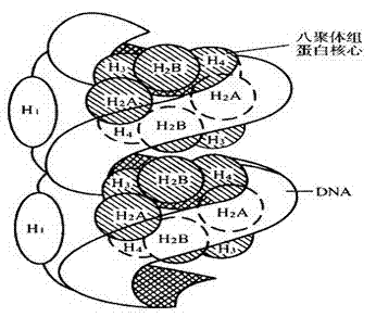 Application of 2, 2, 3, 3- tetramethyl cyclopropyl carbonyl thiourea in the process for preparing antitumor medicine