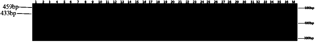 Molecular markers for assistant selection of resistance gene Ph of tobacco black shank and application thereof