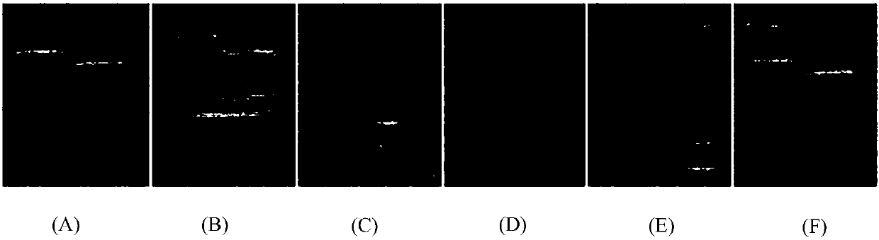 Real-time detection system and method applicable to fuel cell of 7.0T/60mm-caliber magnetic resonance imager