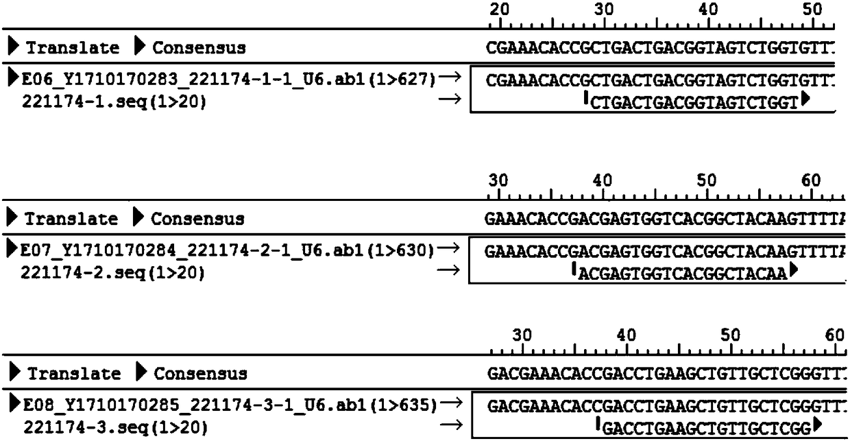 CRISPR-Cas9 system for knocking out gene GRIN2D and its application
