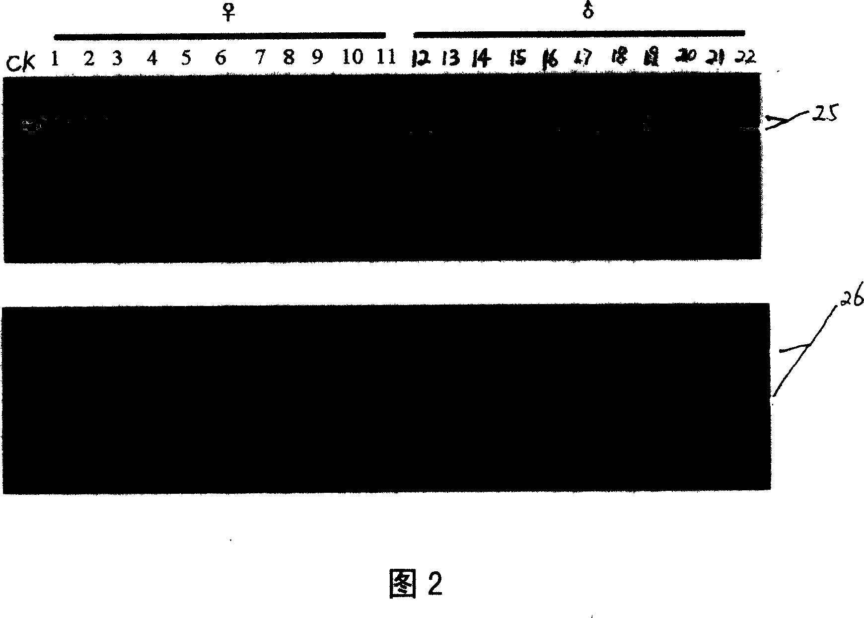 Sex identification method for silkworm larva