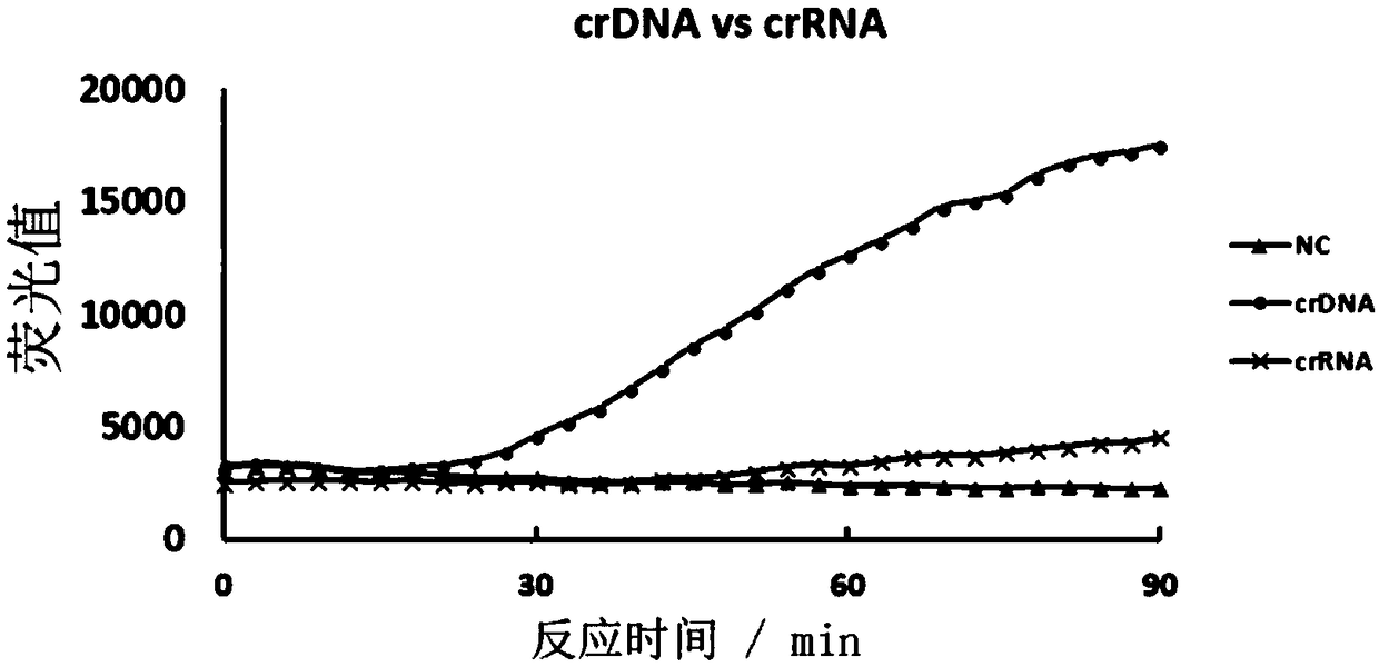 CRISPR-Cas based isothermal nucleic acid detection method and kit