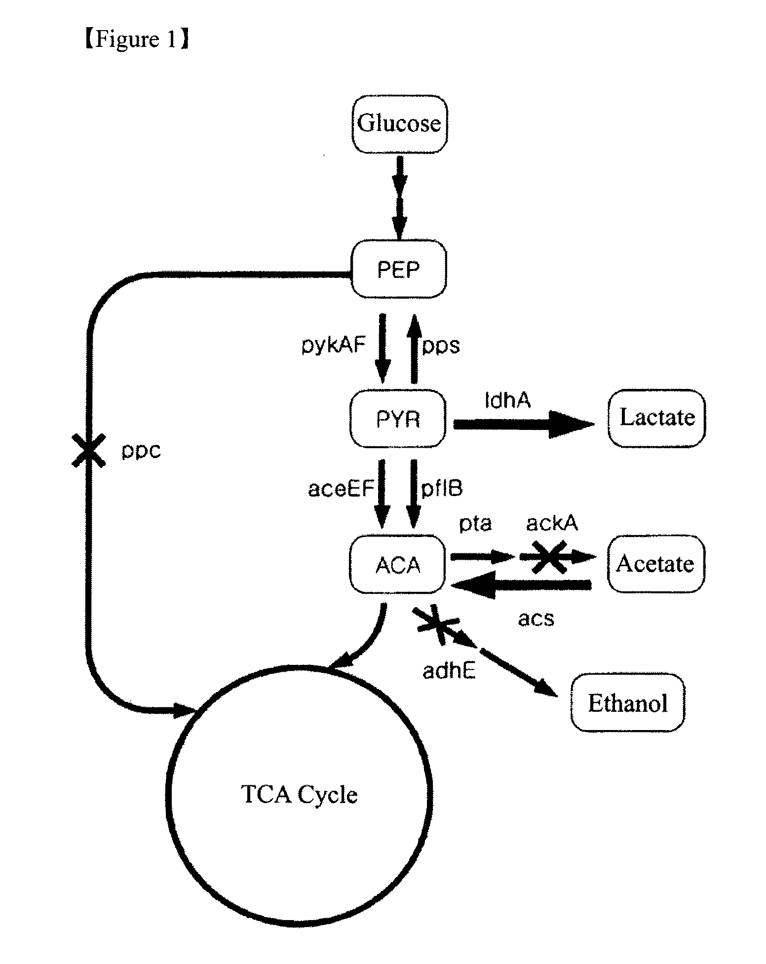 Method for preparing polylactate and copolymer thereof using a mutant microorganism with enhanced polylactate, and the copolymer producing capability thereof