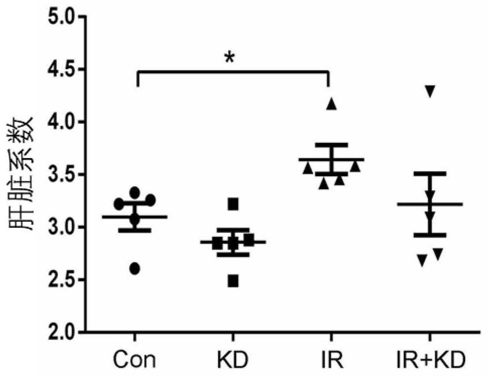 Application of kinsenoside in preparation of medicine for treating radiation hepatic fibrosis