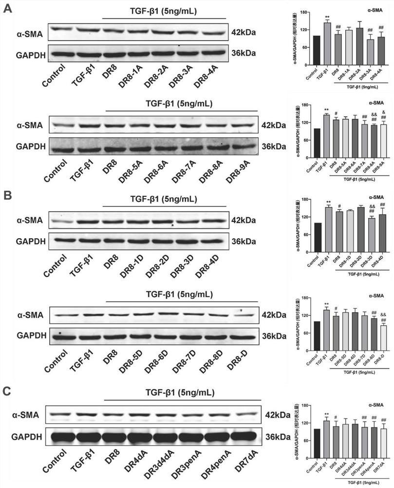 DR8 polypeptide analogue as well as preparation method and application thereof