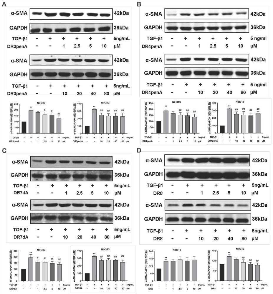 DR8 polypeptide analogue as well as preparation method and application thereof