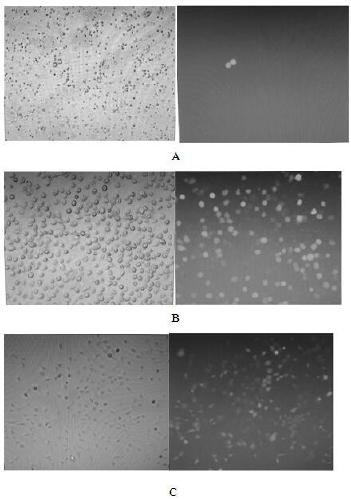 Separation and culture method of mouse kidney clear cell carcinoma circulating tumor cell line and human kidney clear cell carcinoma circulating tumor cells