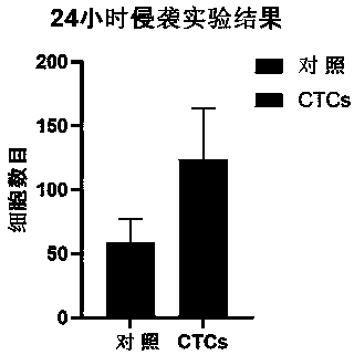 Separation and culture method of mouse kidney clear cell carcinoma circulating tumor cell line and human kidney clear cell carcinoma circulating tumor cells