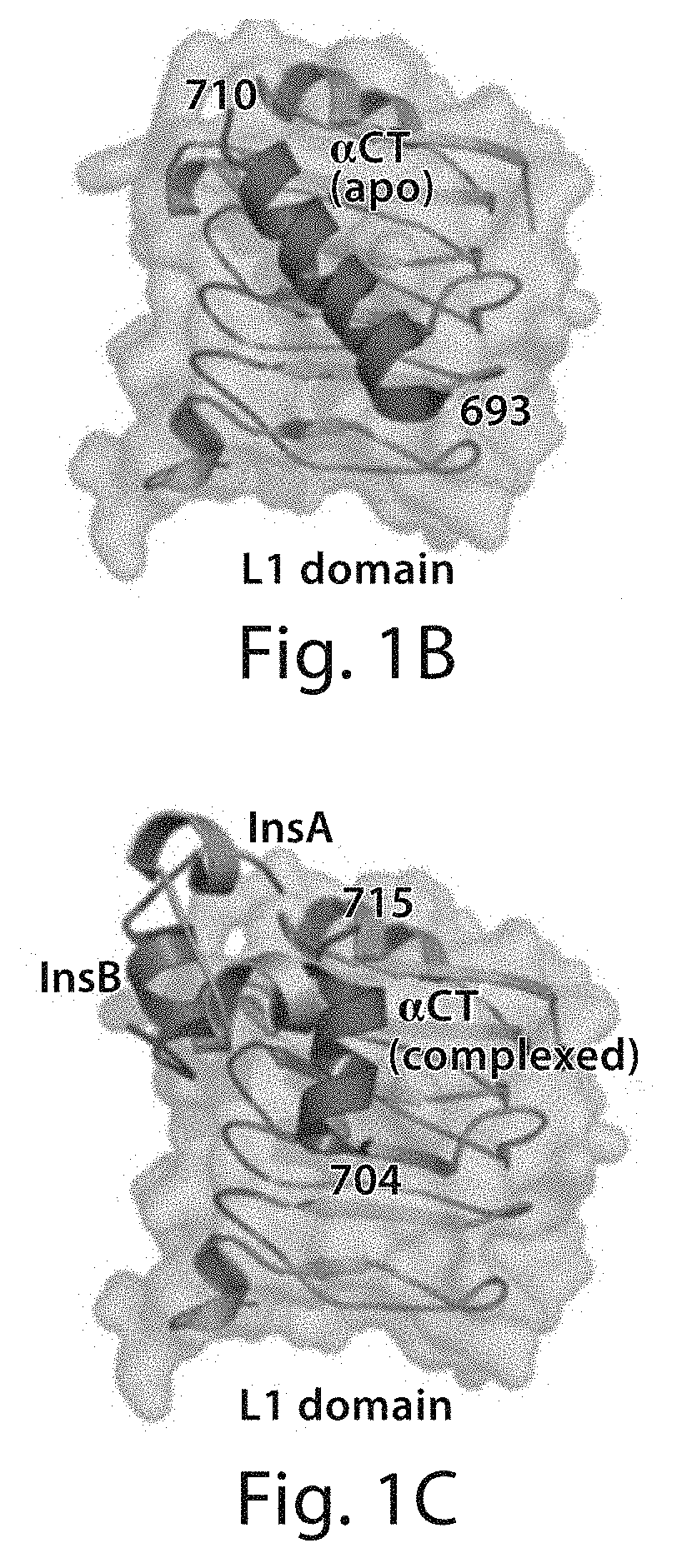 Stabilized polypeptide insulin receptor modulators