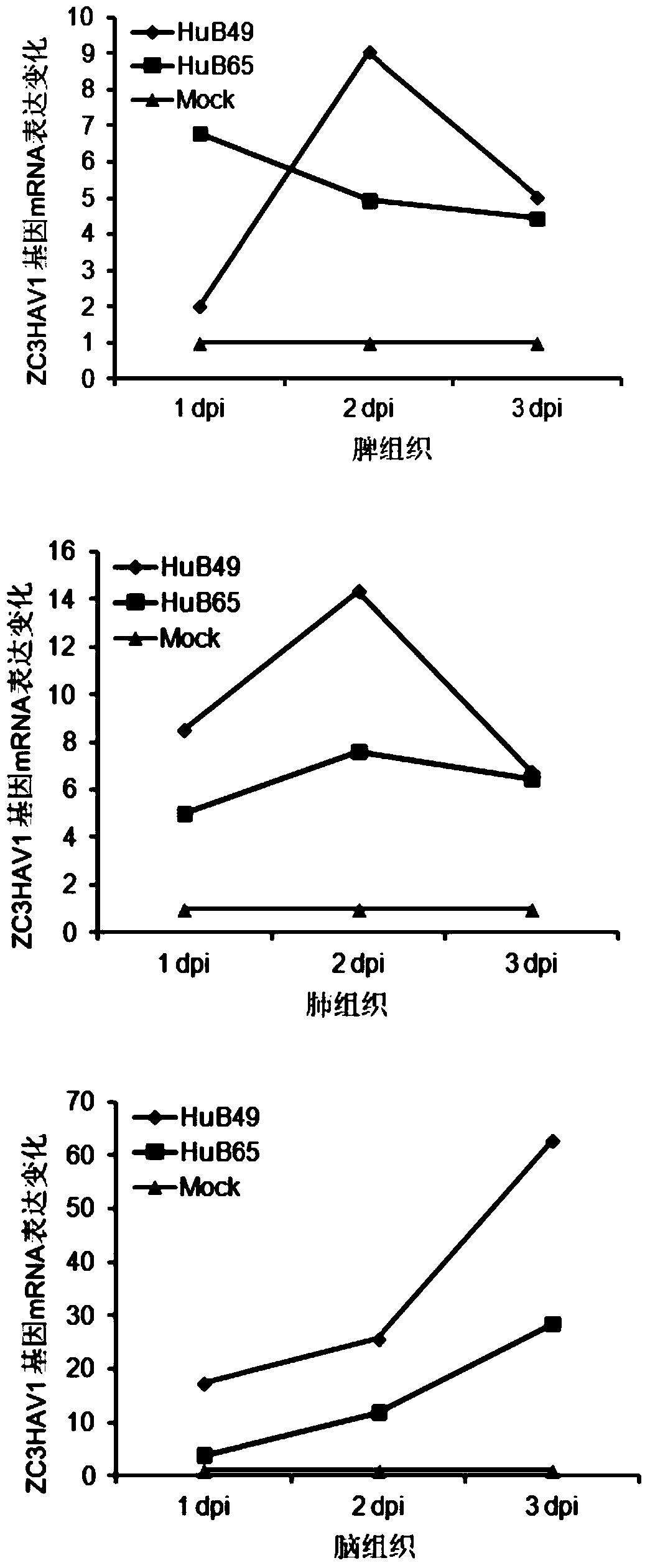 zc3hav1 gene and its application