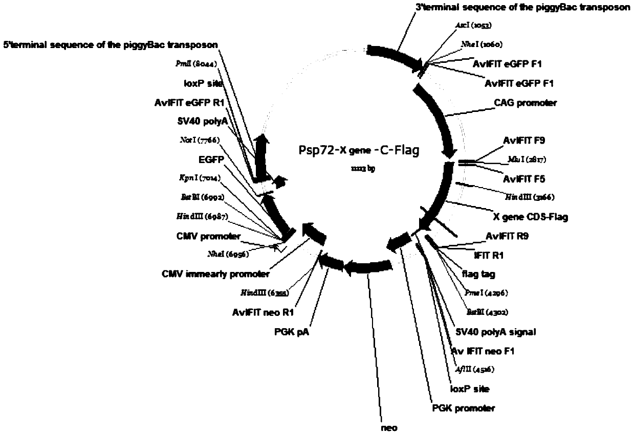 zc3hav1 gene and its application