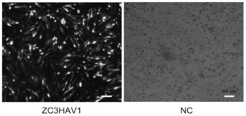 zc3hav1 gene and its application